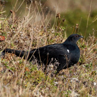Gallo lira caucasiano